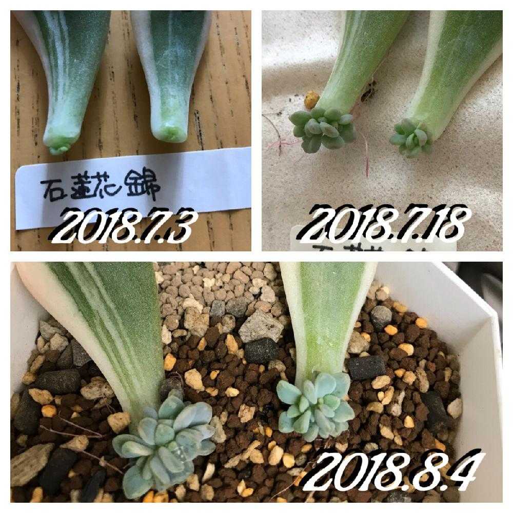 葉挿し🌱｜🍀GreenSnap（グリーンスナップ）