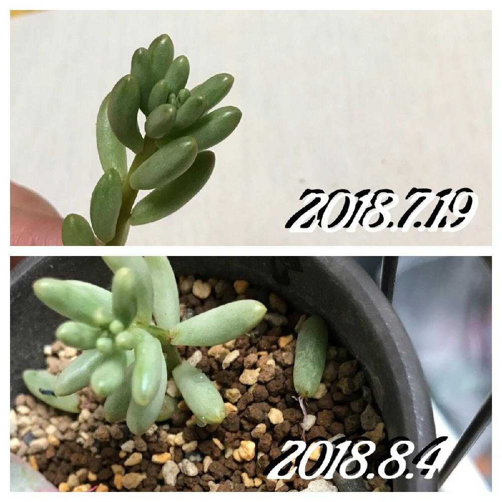 葉挿し🌱｜🍀GreenSnap（グリーンスナップ）