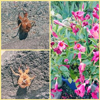 カラカラの画像 by Harkaさん | お出かけ先とセミの抜け殻とサンパラソルと生命の誕生と花はいいねぇと赤い花と鉢植えとカラカラ