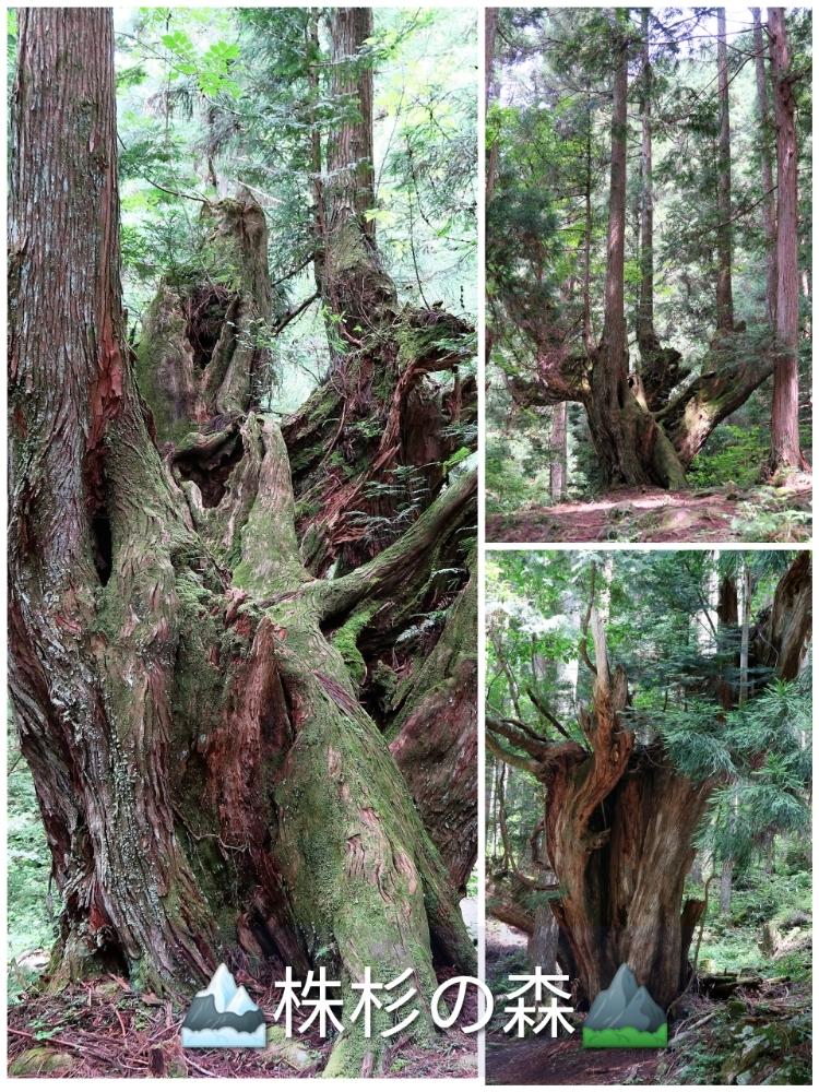 杉の木の投稿画像 By Toshi722さん スギと森林と森林浴と珍奇植物 18月8月4日 Greensnap グリーンスナップ