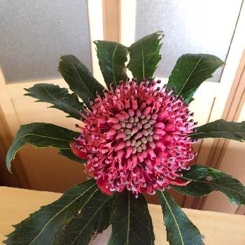 ワラタの投稿画像一覧 Greensnap グリーンスナップ