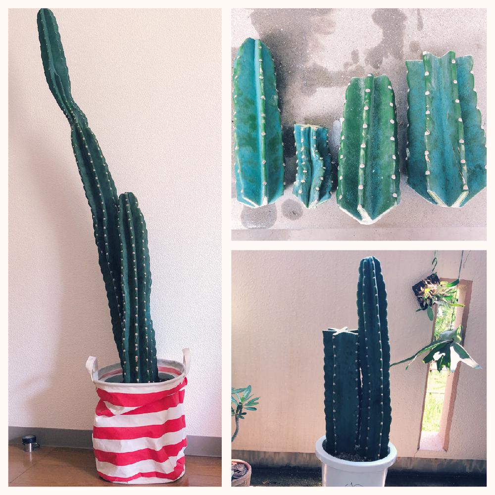 柱サボテンの投稿画像 By Caol84さん サボテン科と観葉植物と植物のある暮らしとサボテン胴切りと胴切りと多肉植物とサボテンと 柱サボテン とバルコニスト 18月8月4日 Greensnap グリーンスナップ