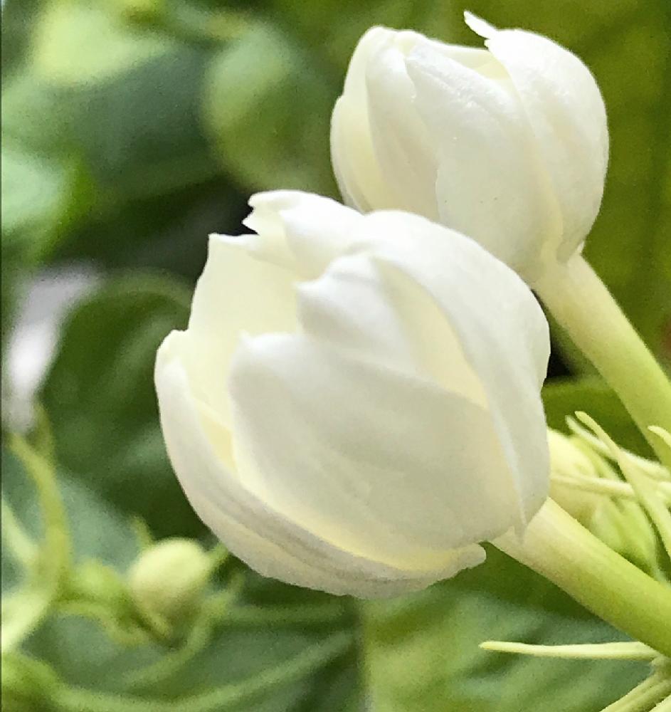 香りがいいの投稿画像 By ふゆざくらさん 夏の花と花のある暮らしとかわいいと白い花 18月8月4日 Greensnap グリーンスナップ