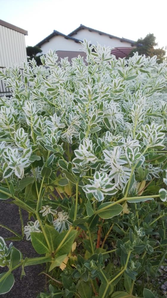 ハツユキソウの投稿画像 By ニックさん 18月8月4日 Greensnap グリーンスナップ