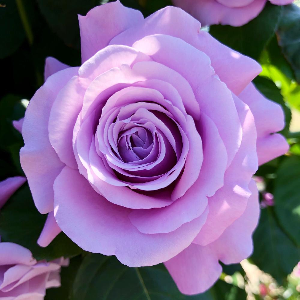 シャルル ド ゴールの投稿画像 By Diamond0710さん 薔薇とお出かけ先とシャルルドゴールとばら バラ 薔薇と鮮やか パープル 紫色とパープルと色鮮やか とステキ と京成バラ園ときれいと素晴らしい花と綺麗とシャルルローズ と薔薇 とばら 薔薇 バラと晴天と素敵と
