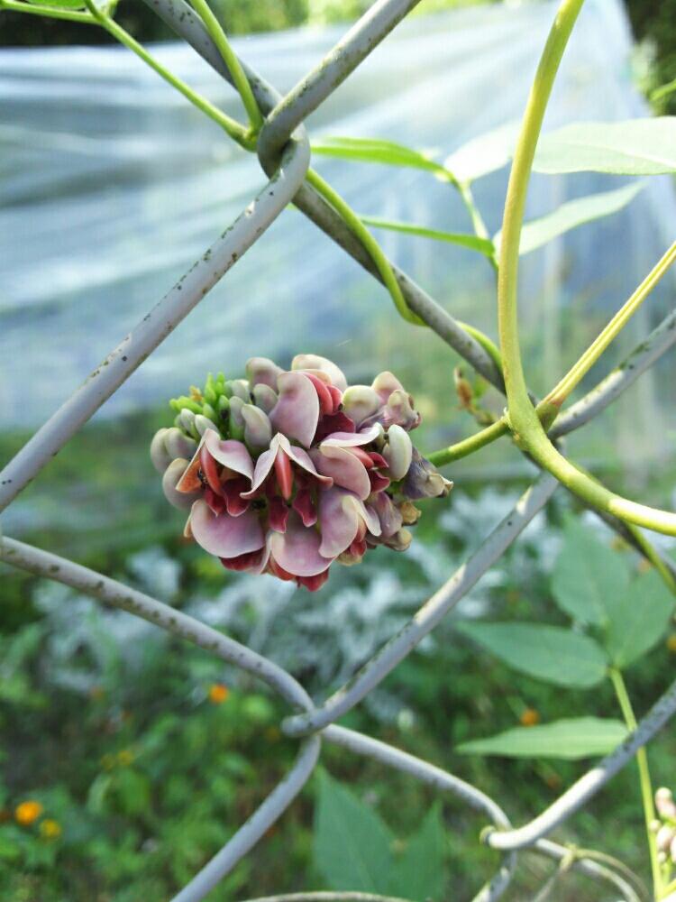 アピオスの花の投稿画像 By 名東区のジジさん 18月8月4日 Greensnap グリーンスナップ