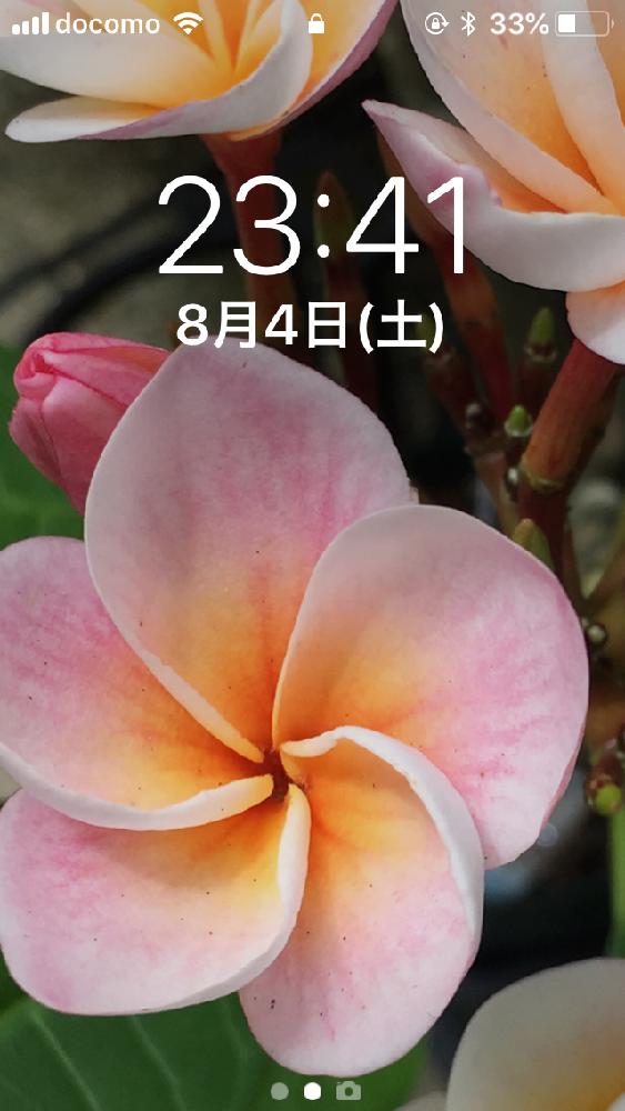 プルメリア の投稿画像 By Kako さん 壁紙祭りと花のある暮らし 18月8月4日 Greensnap グリーンスナップ