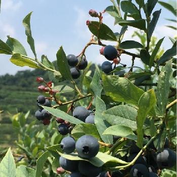 がんばろう朝倉の投稿画像一覧 Greensnap グリーンスナップ