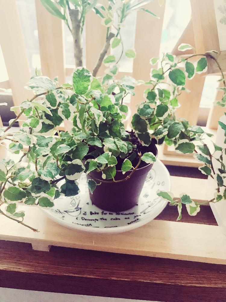 フィカス プミラの投稿画像 By ちむさん 窓辺と観葉植物初心者と癒しgreenと100均アレンジと観葉植物のある暮らしと可愛いと観葉植物 初心者と癒しgreenと100均アレンジと観葉植物のある暮らしと可愛い 18月8月5日 Greensnap グリーンスナップ Greensnap