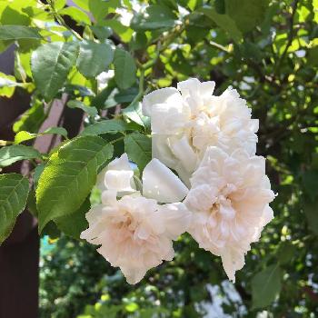 『私に花を、暮らしに華を』コンテストの画像 by Himebullさん | 小さな庭と『私に花を、暮らしに華を』コンテストと❤️いいね、ありがとうと花のある暮らしと頑張れ♡えっことバラ・ミニバラと豪雨お見舞い申し上げます