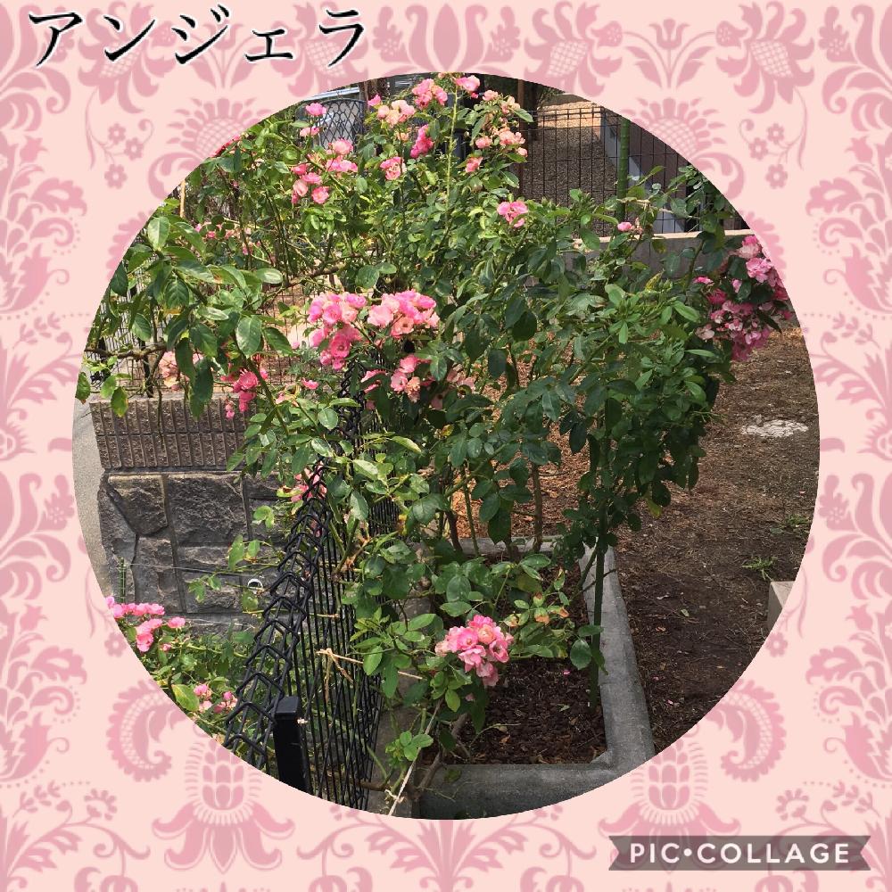 薔薇アンジェラの投稿画像 By 自然農法バラ栽培 Natural Farming Rose Cultivationさん ハイポネックス液体活力剤 リキダスとつるバラと薔薇のお手入れとbeginner Rose Lessonとお花ある暮らしと新米ロザリアンと薔薇の夏バテと薔薇を楽しむとハイポネックス微粉肥料と無