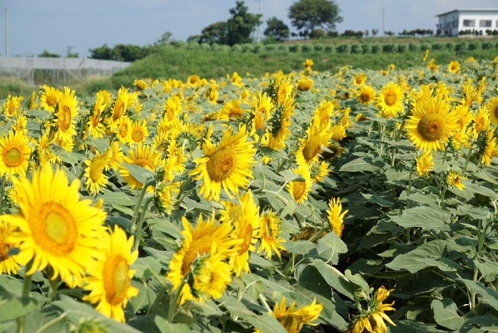 ヒマワリの投稿画像 By 南谷西男さん お出かけ先と サンリッチひまわり 18 コンテストと花のある暮らしとセミの声と明野ひまわり フェスティバルと サンリッチひまわり 18 コンテストと花のある暮らしとセミの声と明野ひまわりフェスティバル 18月8月5日