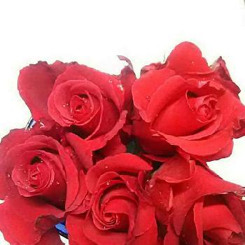 ミカエル バラの投稿画像一覧 Greensnap グリーンスナップ