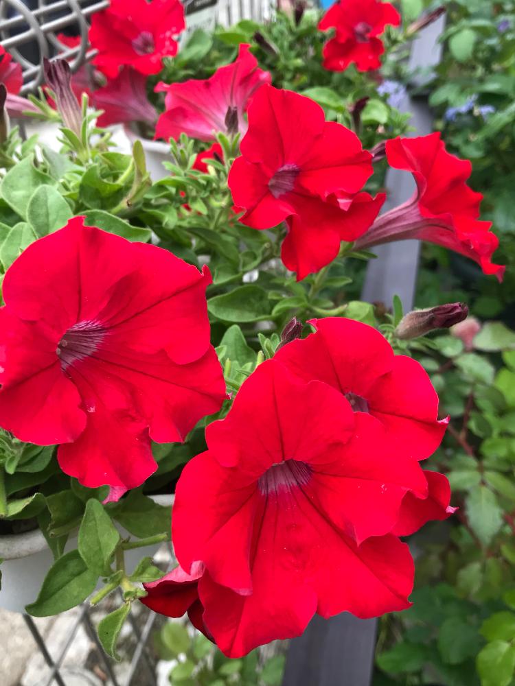 ペチュニア サフィニアの投稿画像 By ひろちゃんさん サフィニアとサフィニア シャインレッドと燃えるような赤と赤い花 18月8月5日 Greensnap グリーンスナップ