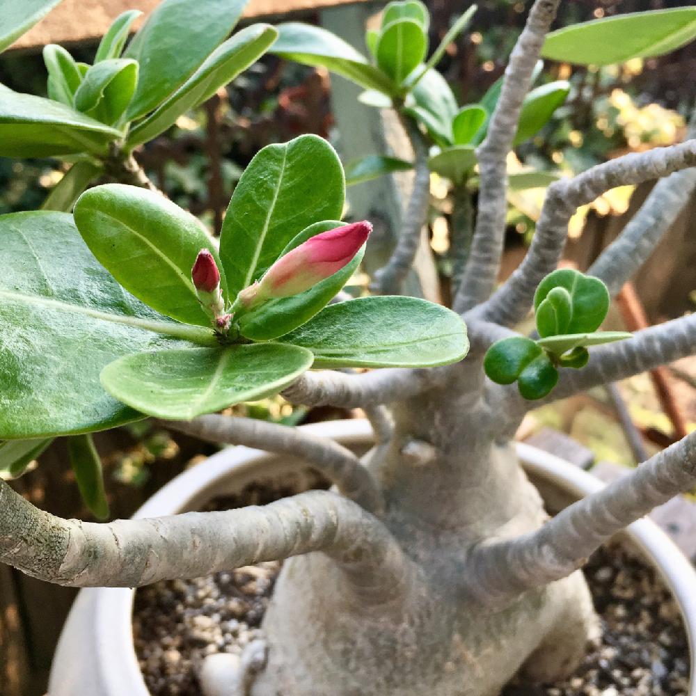 アデニウム オベッスム ヴィーナスの投稿画像 By ベルさん ナチュラルガーデンと塊根植物とコーデックスとタニラー 18月8月5日 Greensnap グリーンスナップ