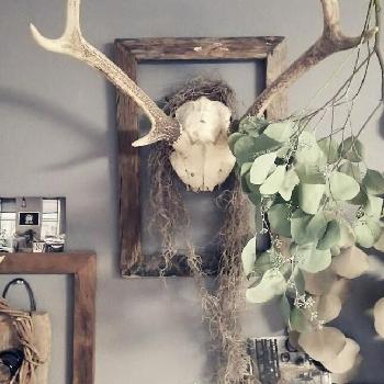 鹿の角 の投稿画像一覧 Greensnap グリーンスナップ