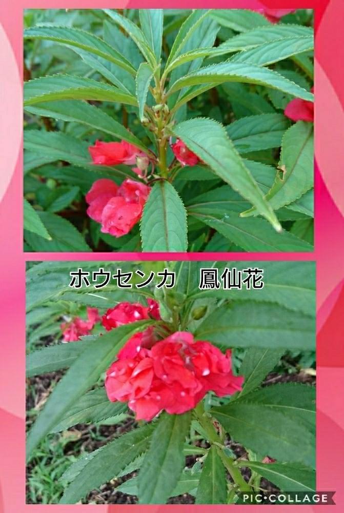 最近撮った花の投稿画像 By トリトンさん ほうせんかと赤い花と応援するよと神奈川県と花のある暮らしと頑張れ えっことマンションの庭と緑のある風景と遊歩道と燃えるような赤と頑張れ ばぁばさん 18月8月5日 Greensnap グリーンスナップ