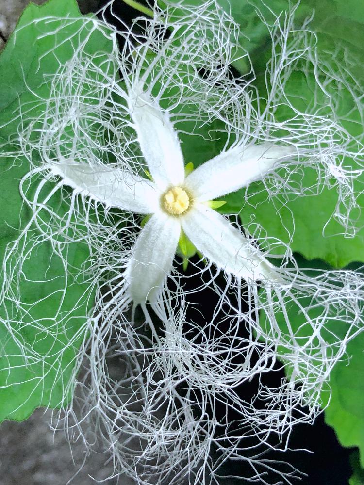 カラスウリの投稿画像 By ホリさん お出かけ先と野草と夜に咲く花とつる性植物とカラスウリの花と白い花と道端と野草と夜に咲く花とつる性植物とカラスウリの 花と白い花と道端 18月8月5日 Greensnap グリーンスナップ Greensnap グリーンスナップ
