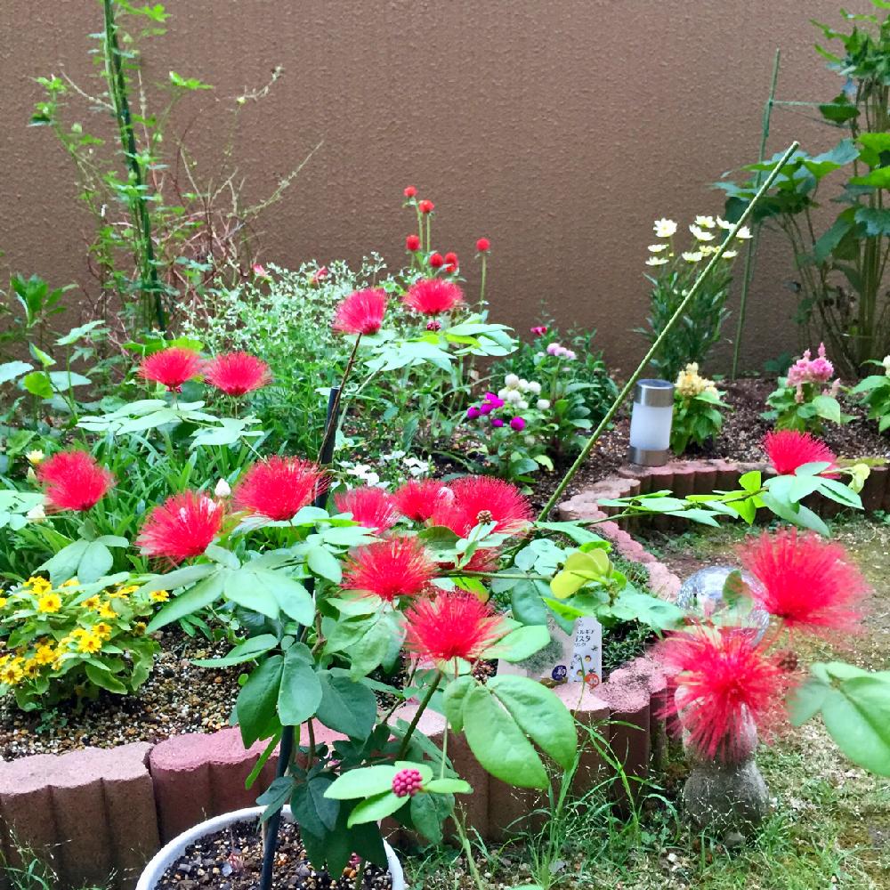 四季咲きネムノキの投稿画像 By Pt Yamahiroさん 赤色と赤色の花と花壇とフラワーとマイガーデンとgs映えとgs日和と植中毒と我が家の花壇とお花畑 と我が家の庭と花好きとガーデニングと珍奇植物と花のある暮らしとお花とお花好きとバルコニスト 18月8月6日