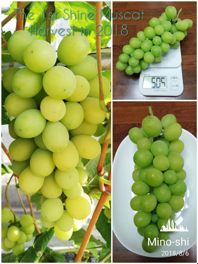 ブドウの投稿画像 By Toshi722さん シャインマスカットと収穫物と家庭菜園とブドウ科とシャインマスカット葡萄と岐阜県とフルーツと収穫とブドウ栽培日記 18月8月6日 Greensnap グリーンスナップ
