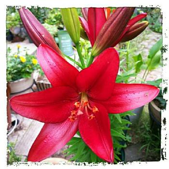 『赤色植物』コンテストの画像 by RIKAさん | 玄関と赤色の花と赤色が鮮やか♡と夏の花と植中毒と花のある暮らしと『赤色植物』コンテストとユリの花