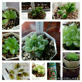 花工房 たんぽぽの投稿画像一覧 Greensnap グリーンスナップ
