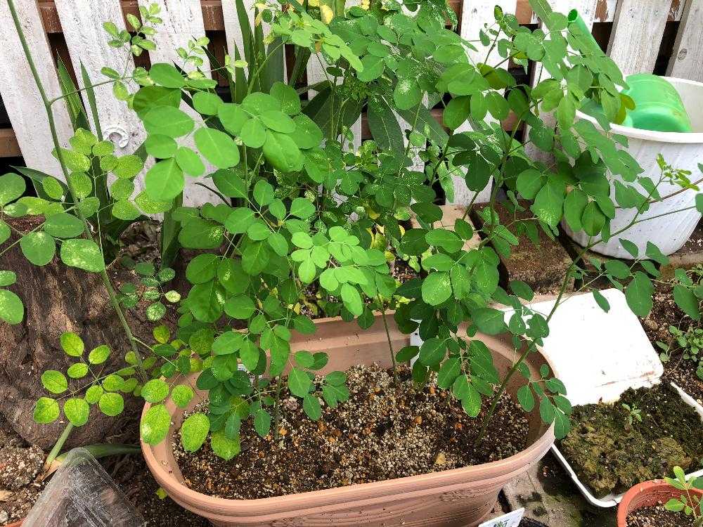 モリンガ栽培 Greensnap グリーンスナップ