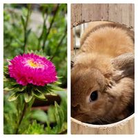 アスター,さいた✨,真夏の花,ホーランドロップ,小さな庭の画像