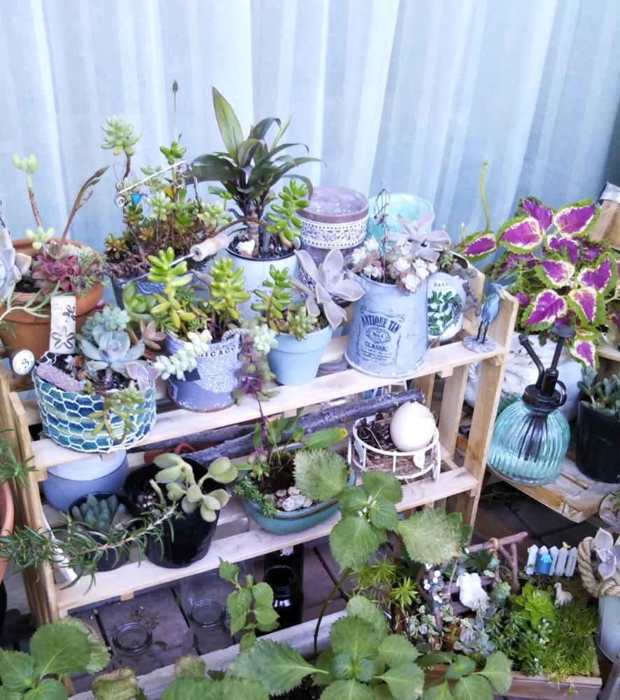 日陰の投稿画像 By まこさん シェードガーデンとバルコニストと多肉植物 18月8月6日 Greensnap グリーンスナップ