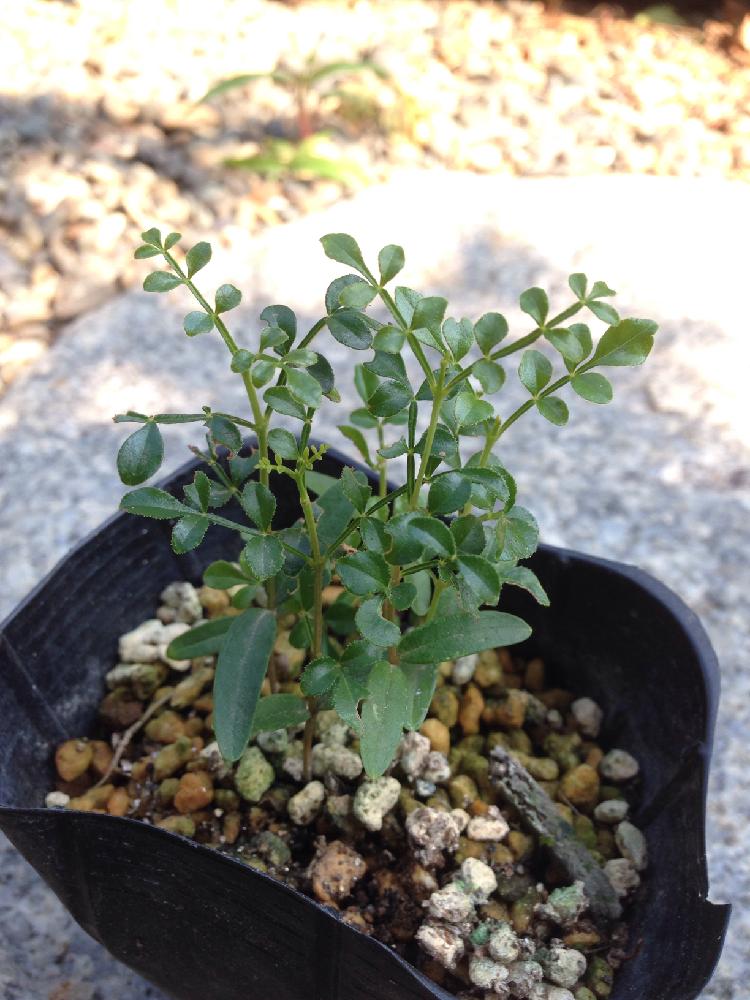 シマトネリコの投稿画像 By 結木さん 観葉植物と種から育てたと植中毒と種から育ててます と可愛いと頑張る 18月8月6日 Greensnap グリーンスナップ