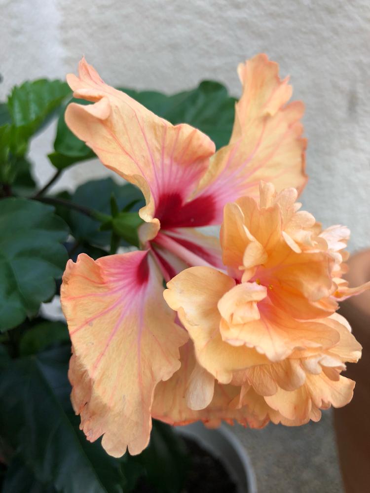 ハイビスカスの投稿画像 By 和さん 夏の花と八重咲きとハイビスカスの花とオレンジ色と花のある暮らしとかわいい 18月8月6日 Greensnap グリーンスナップ