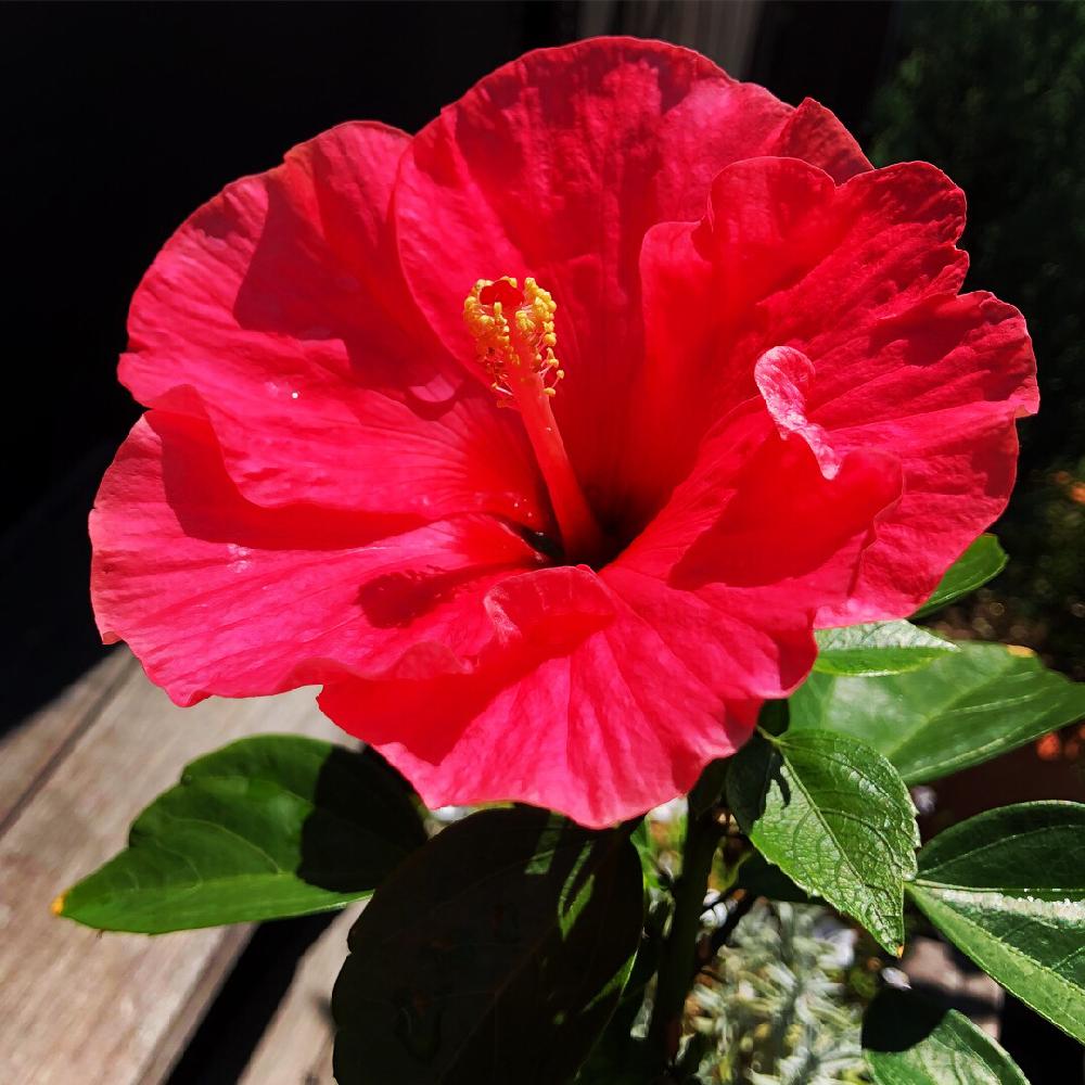 ハイビスカスの投稿画像 By ぶうさん 夏の花と赤い花 18月8月6日 Greensnap グリーンスナップ