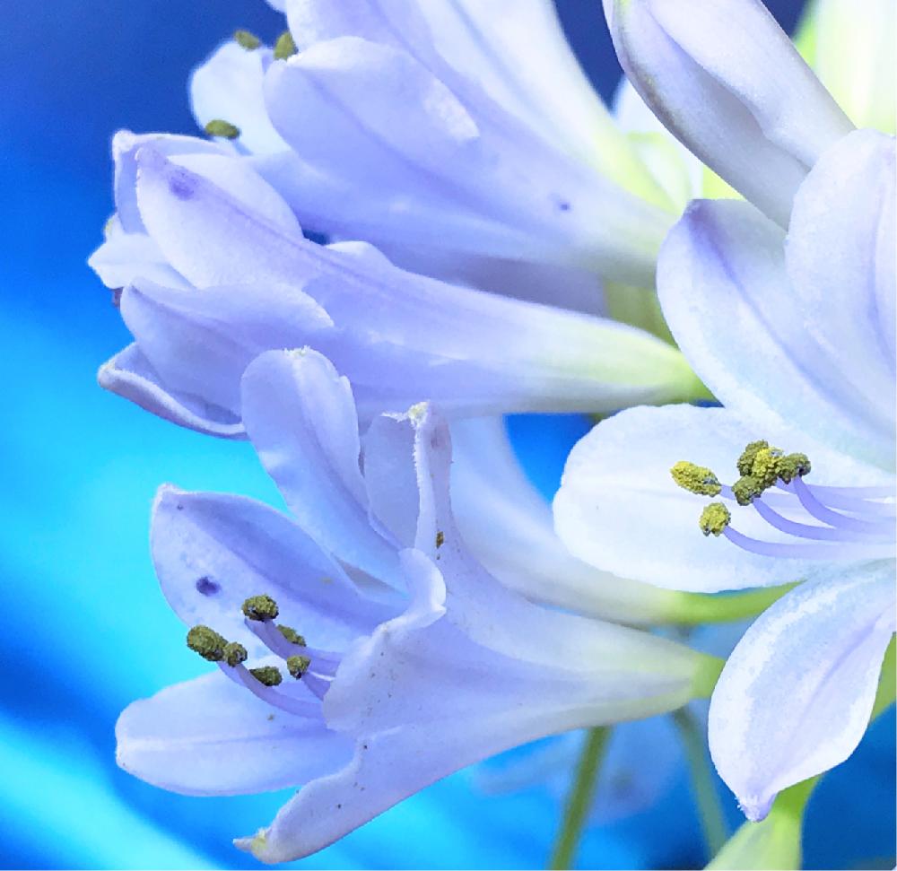 涼しげの投稿画像 By ふゆざくらさん 青い花と夏の花ときれいと涼しげな花色と花のある暮らしとブルーの花と切り花 18月8月6日 Greensnap グリーンスナップ