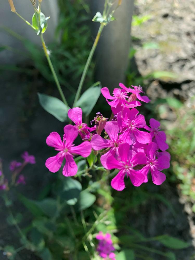 最高の雑草 ピンク の 小さい 花 すべての美しい花の画像