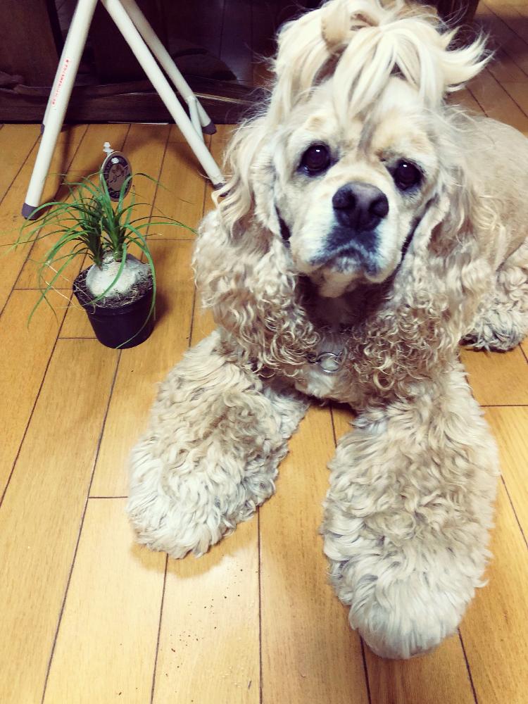 トックリラン ポニーテール の投稿画像 By まりぃさん 観葉植物とポニーテールと珍奇植物と犬と植物とアメリカンコッカースパニエル 18月8月6日 Greensnap グリーンスナップ