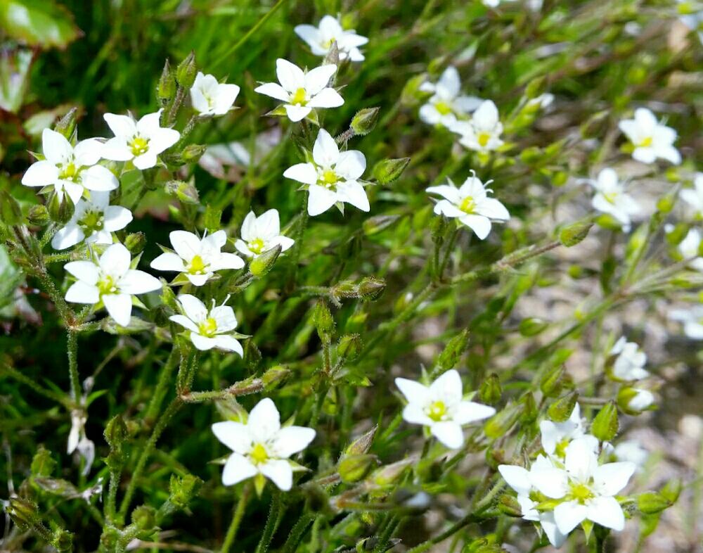 ホソバツメクサの投稿画像 By Y さん 日本固有種と早池峰山と高山植物類と登山と花のある暮らしとトレッキングと夏の花と花の風景とお出かけ先と初夏と固有 種と日本固有種と早池峰山と高山植物類と登山と花のある暮らしとトレッキングと夏の花と花の風景と初夏と固有種