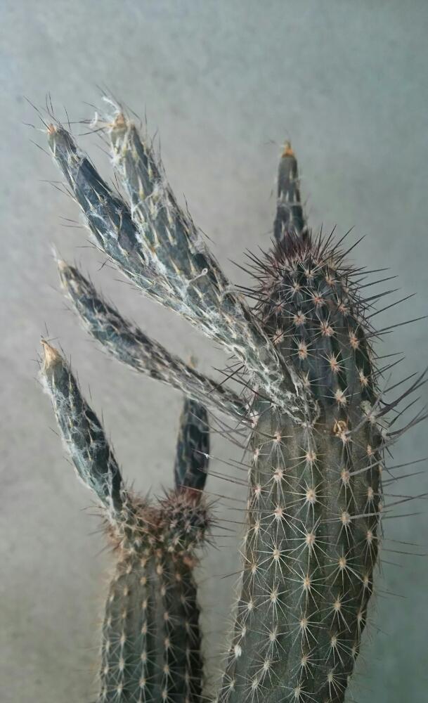 奇想丸の投稿画像 By Boonさん 多肉植物とサボテン科と今日もサボテンと実生 18月8月6日 Greensnap グリーンスナップ