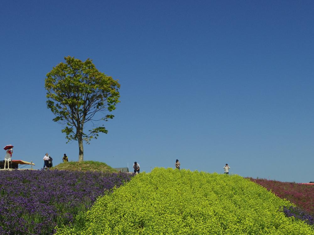 スターチスの投稿画像 By Masa Kさん リモニウム スターチス と美瑛と四季彩の丘とgs映えとgs日和と黄色い花と美瑛 四季彩の丘と赤い花とミラーレス一眼と北海道と紫の花とボタニカルスポット18夏 18月8月7日 Greensnap グリーンスナップ