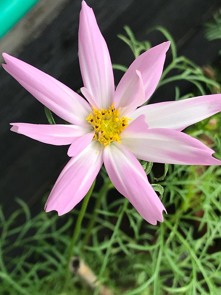 コスモスの投稿画像 By ゆきりんさん 種蒔きからと自然の中でと咲きました と可愛いと花のある暮らし 18月8月7日 Greensnap グリーンスナップ
