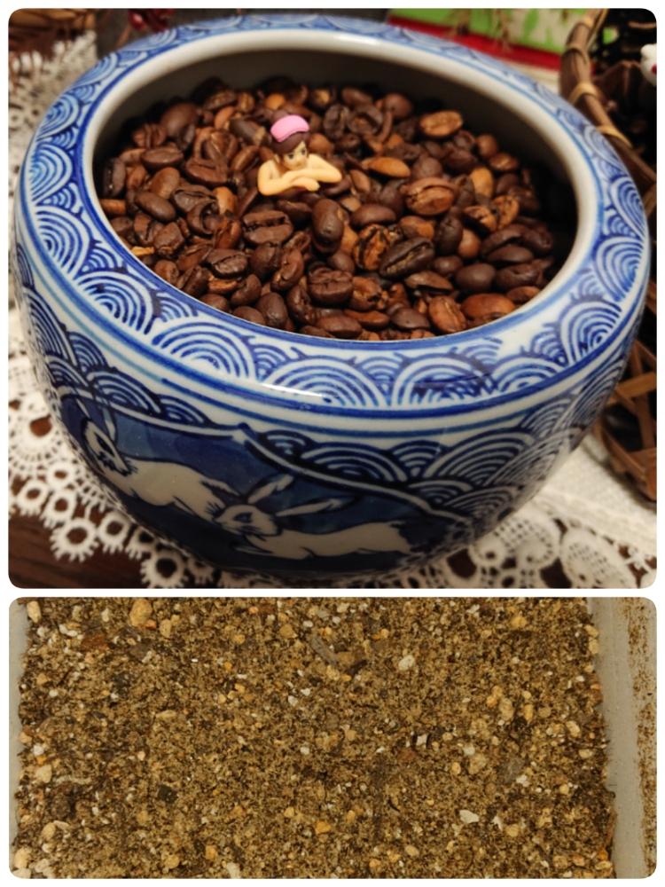 コーヒーかす 肥料の投稿画像 By まりチッチさん コーヒー豆とコーヒー 再利用 18月8月7日 Greensnap グリーンスナップ