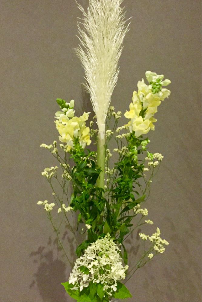 アナベルの投稿画像 By さくらこさん キンギョソウとキノブランとパンパスグラスと切り花と花のある暮らし 18月8月7日 Greensnap グリーンスナップ