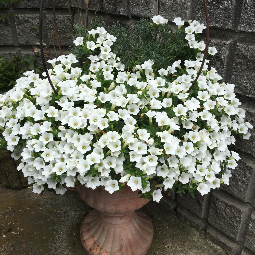 アプローチの投稿画像 By R Greenさん ペチュニア と白い花と花のある暮らしと可愛い小花とペチュニア と白い花と花のある暮らしと可愛い小花 18月8月7日 Greensnap グリーンスナップ Greensnap グリーンスナップ