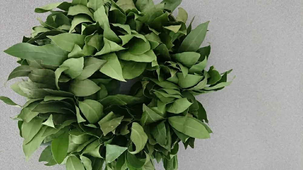 月桂樹 ローリエの投稿画像 By An Atoriさん 18月8月7日 Greensnap グリーンスナップ