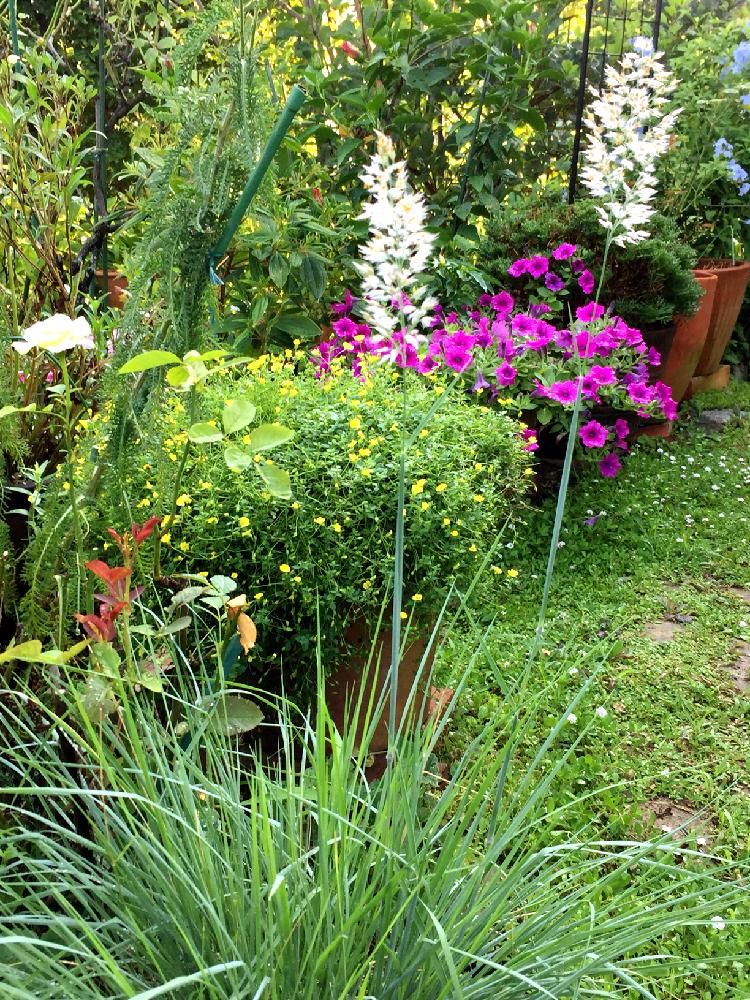 半日陰の投稿画像 By すみれさん ナチュラルガーデンと庭木とグラス類と花のある暮らし 18月8月7日 Greensnap グリーンスナップ