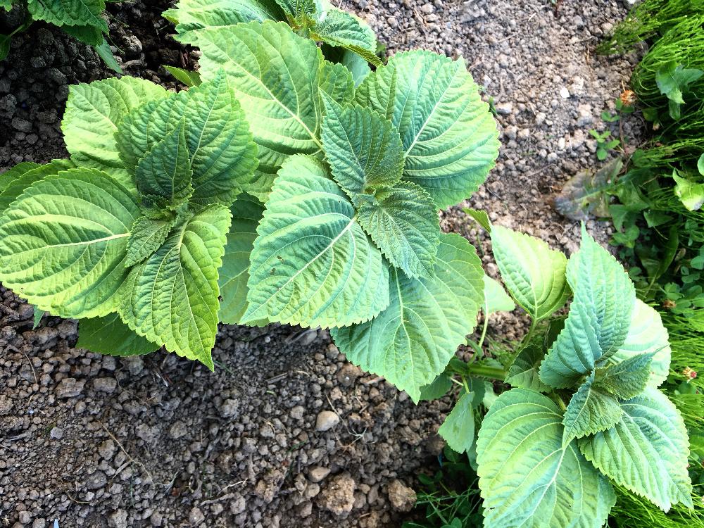 えごまの投稿画像 By ぬりかべ女房さん 家庭菜園奮闘日記 18月8月7日 Greensnap グリーンスナップ