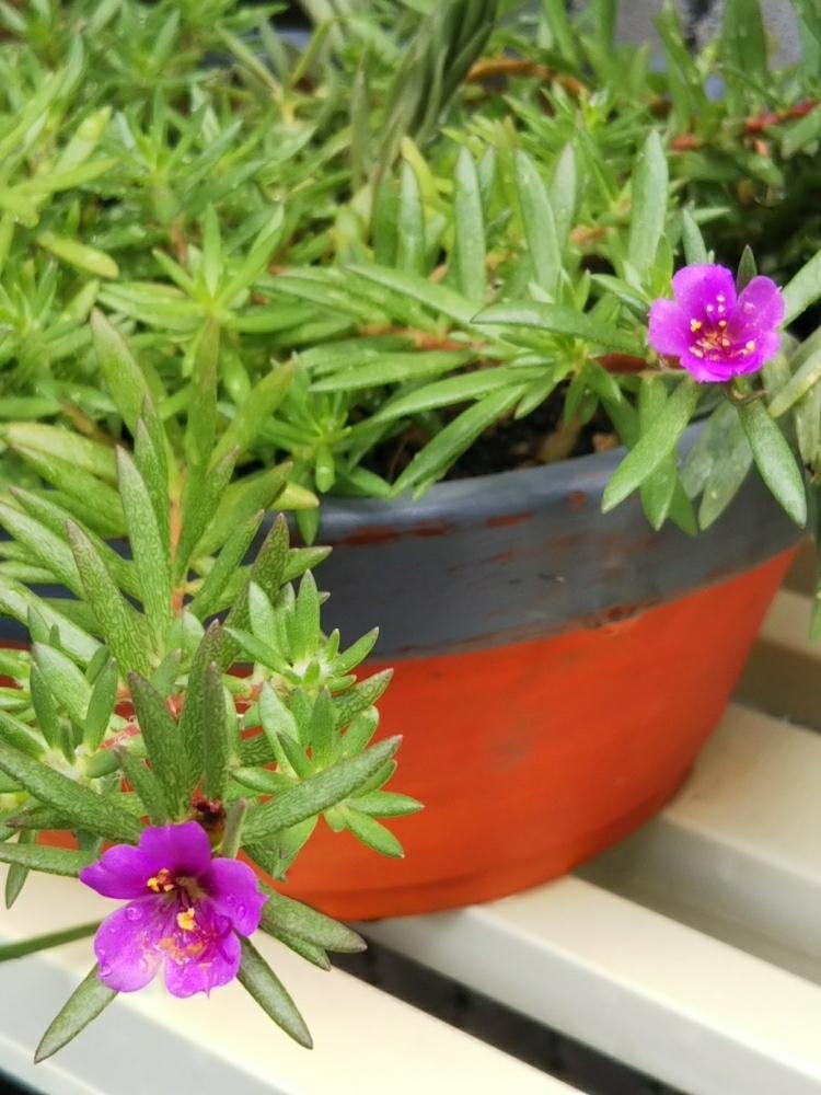 ヒメマツバボタンの投稿画像 By Ecolifeさん 花咲く雑草とペイント鉢と小さい花とエントランスと花咲く雑草とペイント鉢と小さい花 18月8月7日 Greensnap グリーンスナップ Greensnap グリーンスナップ