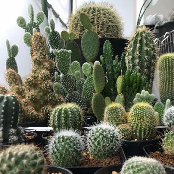 無限に増える感の投稿画像一覧 Greensnap グリーンスナップ