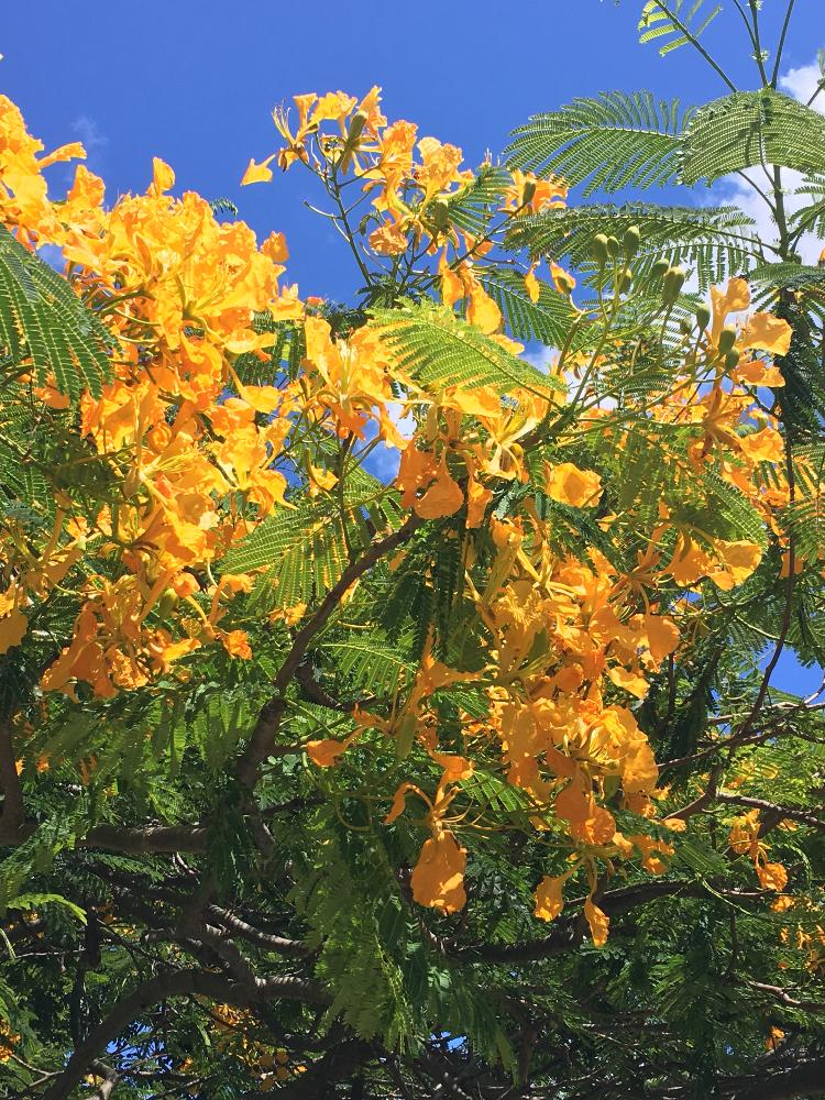 鳳凰木の投稿画像 By Zuccoさん オレンジ色の花とハワイときいろいお花と花のある暮らしとお出かけ先とオレンジ色の花とハワイときいろいお花と花のある暮らし 18月8月8日 Greensnap グリーンスナップ Greensnap グリーンスナップ