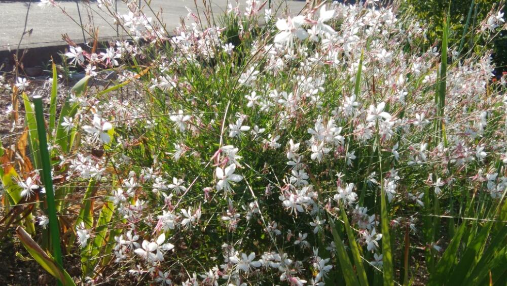 ガウラの投稿画像 By あずきさん 畑とこぼれ種と放任主義と白い花とゆらゆらとこぼれ種と放任主義と白い花とゆらゆら 18月8月8日 Greensnap グリーンスナップ Greensnap グリーンスナップ