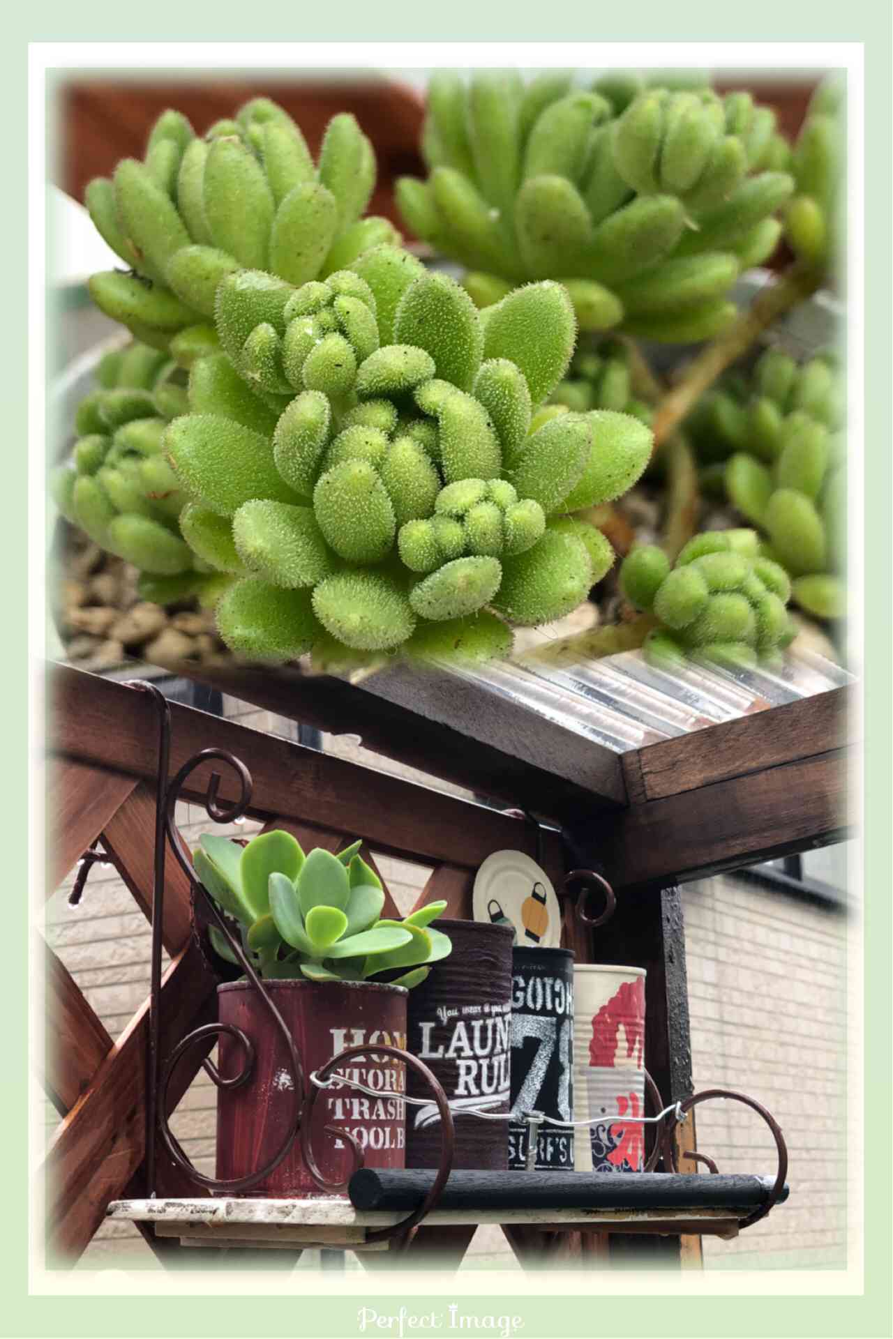 Mayu様 確認( ゜∀゜)つ 多肉植物 【公式通販】